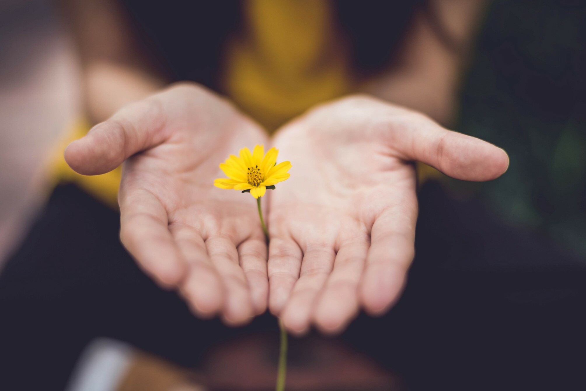 A person holding a dandelion in-between the palms of their hands