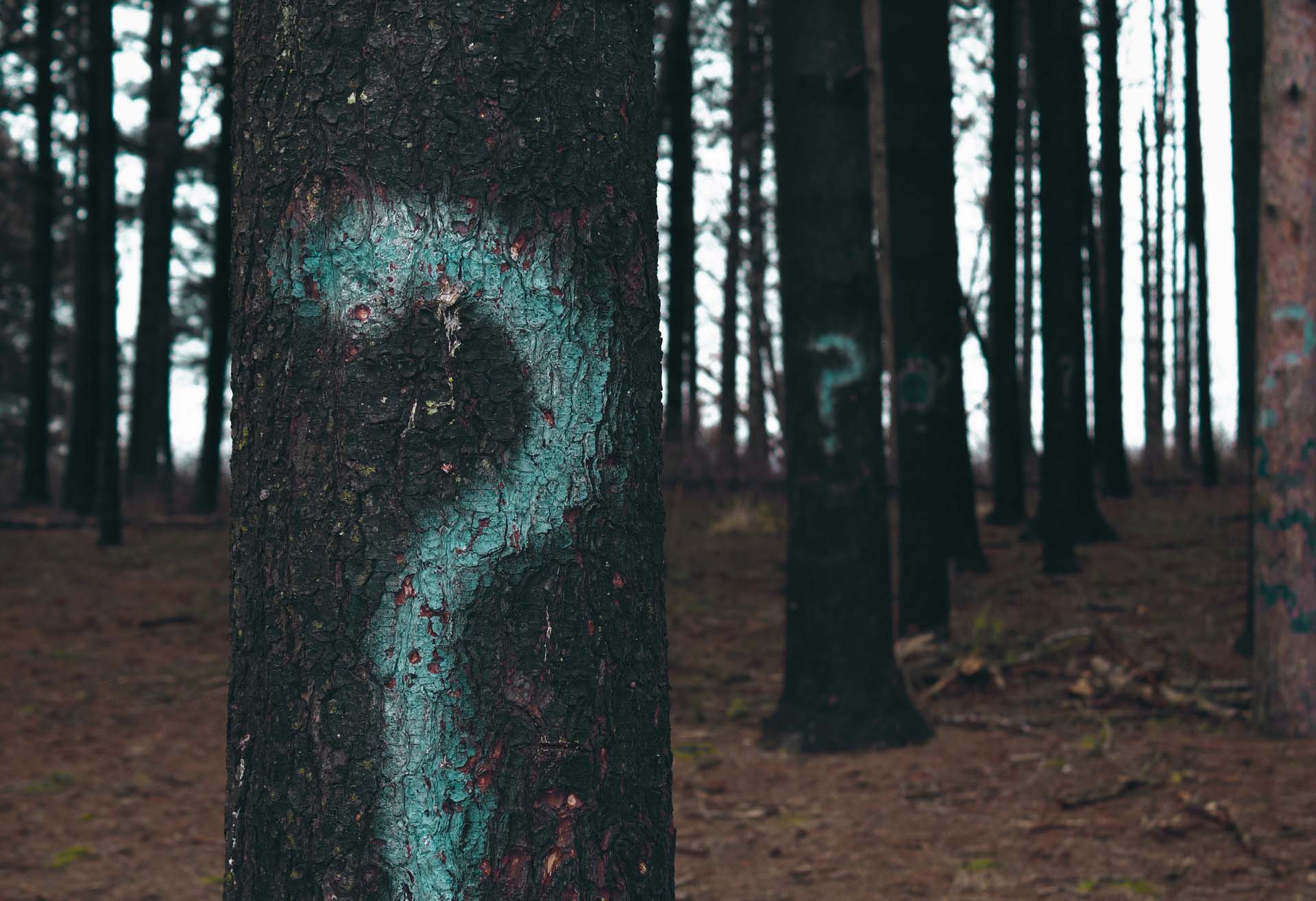 Question marks spray painted on trees in a forest - questions to ask customers