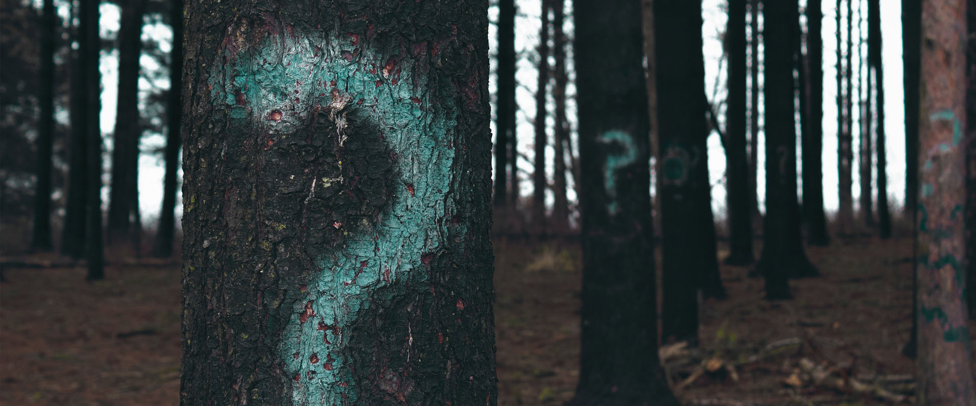 Question marks spray painted on trees in a forest - questions to ask customers